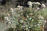 Hairy yerba santa