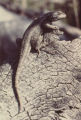 Western fence lizard