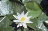 American white waterlily