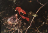 Scarlet tanager