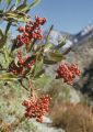 Toyon