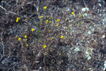 Telegraphweed flowering