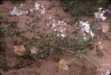 Sand verbena