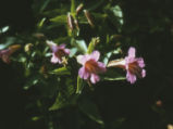 Purple monkeyflower