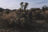 Branched pencil cholla