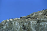 Common murre colony