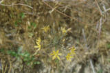 Common goldenstar