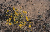 Yellow flowers