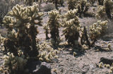 Teddybear cholla