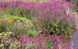 Purple loosestrife