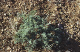 Mojave desertparsley