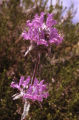 Thistle sage