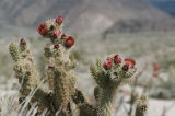 Buckhorn cholla