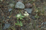 Shasta buckwheat