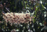 California buckeye