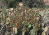 Red bush monkeyflower