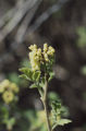 Skunkbush sumac