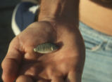 Desert pupfish