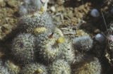Fishhook cactus