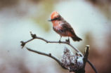 Vermilion flycatcher