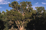 Twoneedle pinyon