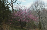 Eastern redbud