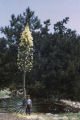 Chaparral yucca