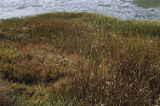 California cordgrass