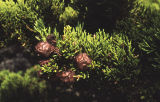 Monterey cypress