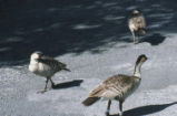 Hawaiian geese