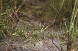 Western grasswort