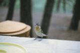 Black-headed grosbeak