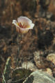 Plummer's mariposa lily