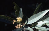 California laurel