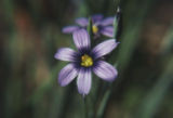 Western blue-eyed grass