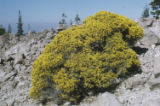 Rubber rabbitbrush