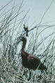 Roseate spoonbill