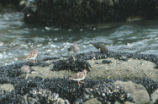 Two ruddy turnstones, a surfbird, and a black turnstone