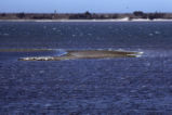 Harbor seal