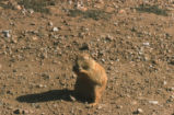 Prairie dogs