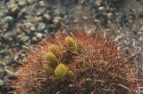 California barrel cactus