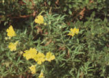Yellow sticky monkeyflower