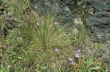 Brodiaea