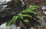 Western swordfern