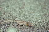 Side-blotched lizard