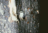 Red-breasted nuthatch
