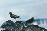 Black oystercatcher
