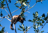 Golden-mantled ground squirrel