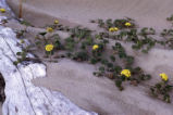 Coastal sand verbena