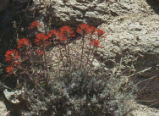 Northwestern Indian paintbrush